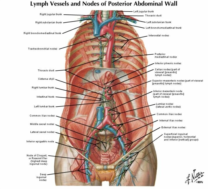 Where are the mesenteric lymph nodes located?